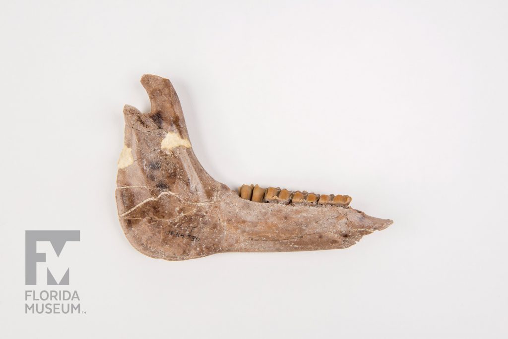Ancient Horse Jaw with a row of teeth.