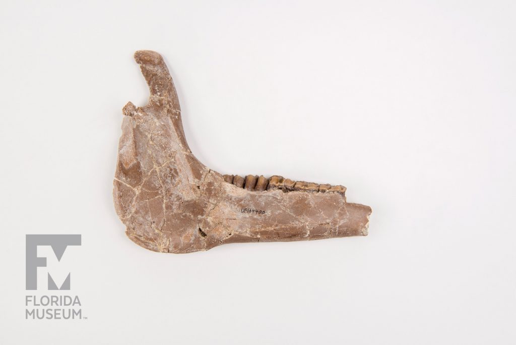 Ancient Horse Jaw with a row of teeth. A hand written note on the fossil reads UF 164400