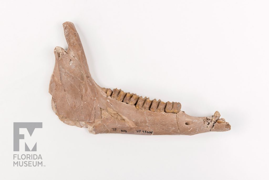 Ancient Horse Jaw with a row of teeth and a few separate teeth at the end of the jaw. Hand written note T.F. NFD UF 45600 on the lower edge of the fossil.