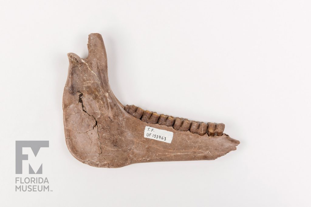 Ancient Horse Jaw with a row of teeth. A white specimen tag on the fossil reads T.F. UF 153963