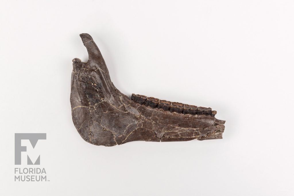 Ancient Horse Jaw with a row of teeth. The fossil is dark brown