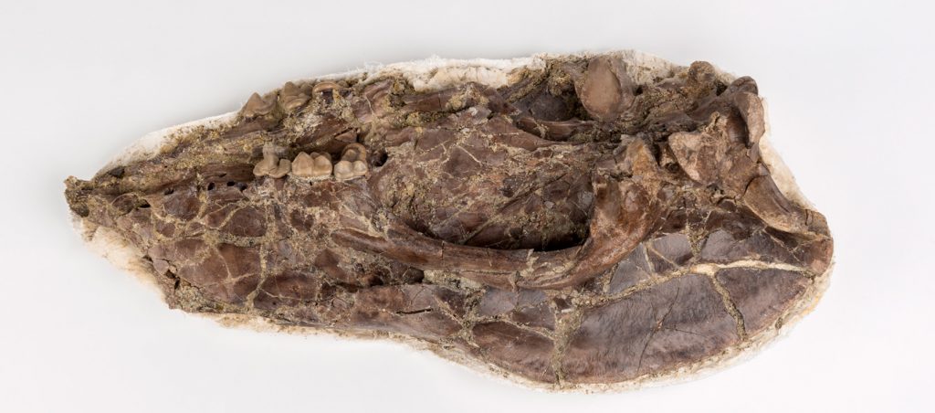 White's Bear-Dog Skull (Amphicyon longiramus) pressed flat and still in a thin plaster cast