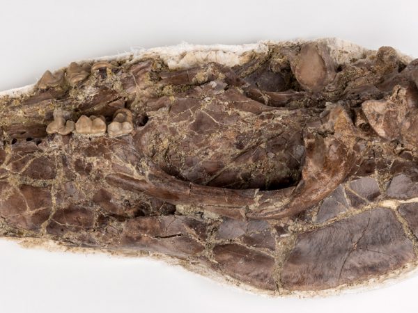 White's Bear-Dog Skull (Amphicyon longiramus) pressed flat and still in a thin plaster cast