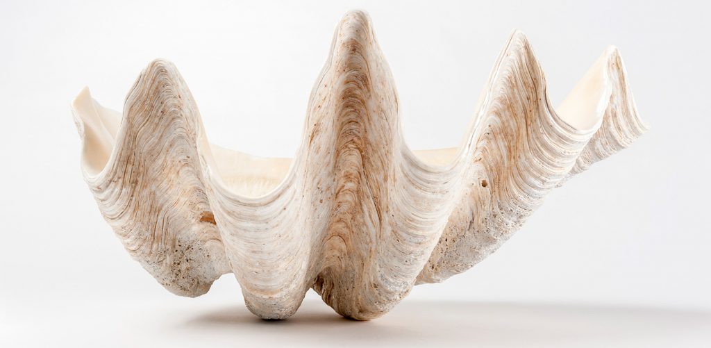 Giant Clam (Tridacna gigas) shell showing the wavy edges of the shell and the lined texture of the outer shell