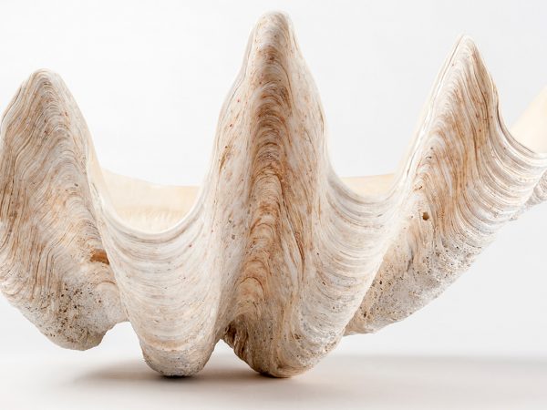 Giant Clam (Tridacna gigas) shell showing the wavy edges of the shell and the lined texture of the outer shell