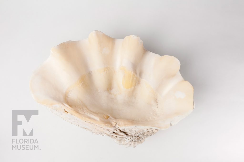 Giant Clam (Tridacna gigas)