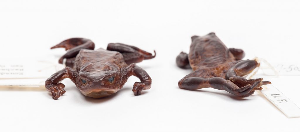 Jambato Toads (Atelopus ignescens)