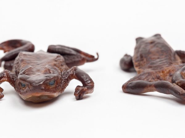 Jambato Toads (Atelopus ignescens)