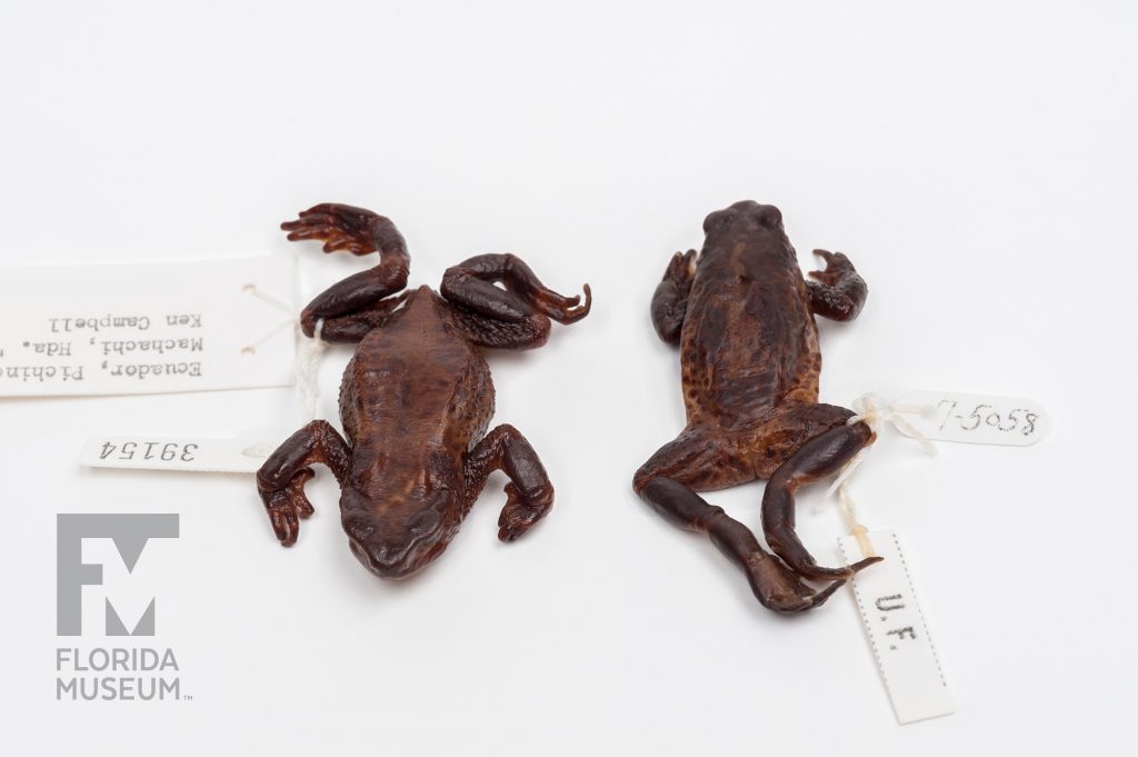 Jambato Toads (Atelopus ignescens)