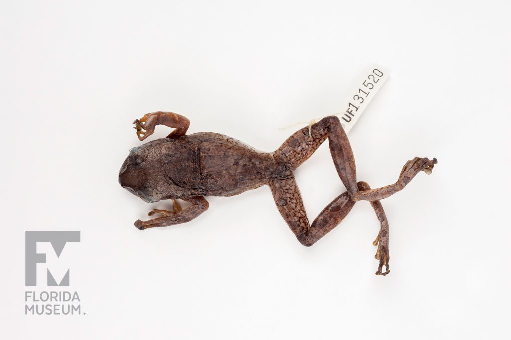 Cuban Tree Frog (Osteopilus septentrionalis)