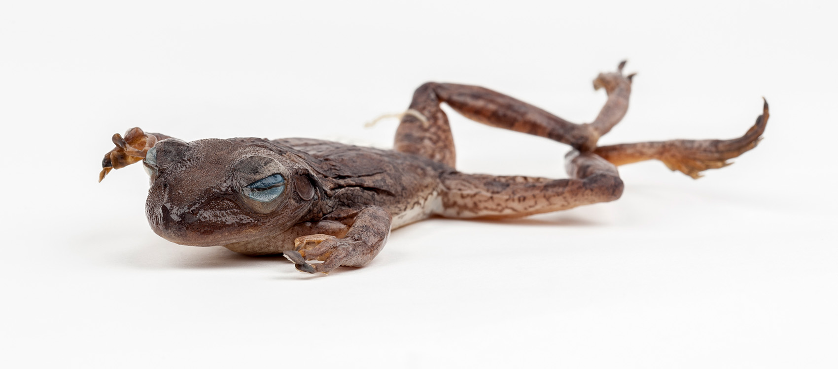 Cuban Tree Frog – Rare, Beautiful & Fascinating: 100 Years @FloridaMuseum