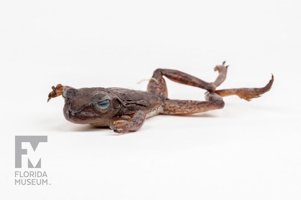Cuban Tree Frog (Osteopilus septentrionalis). Florida Museum photo by Kristen Grace
