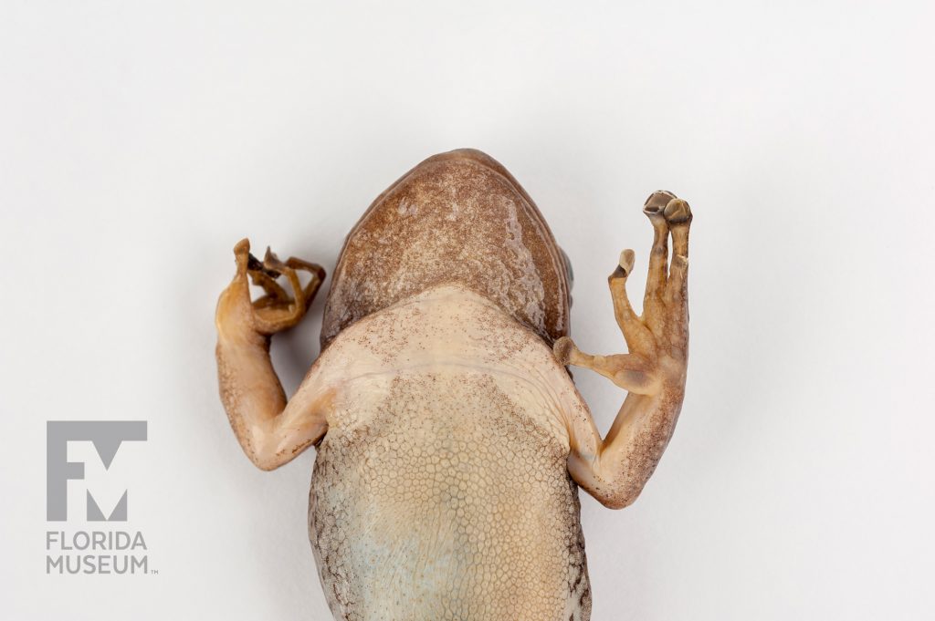 Cuban Tree Frog (Osteopilus septentrionalis)