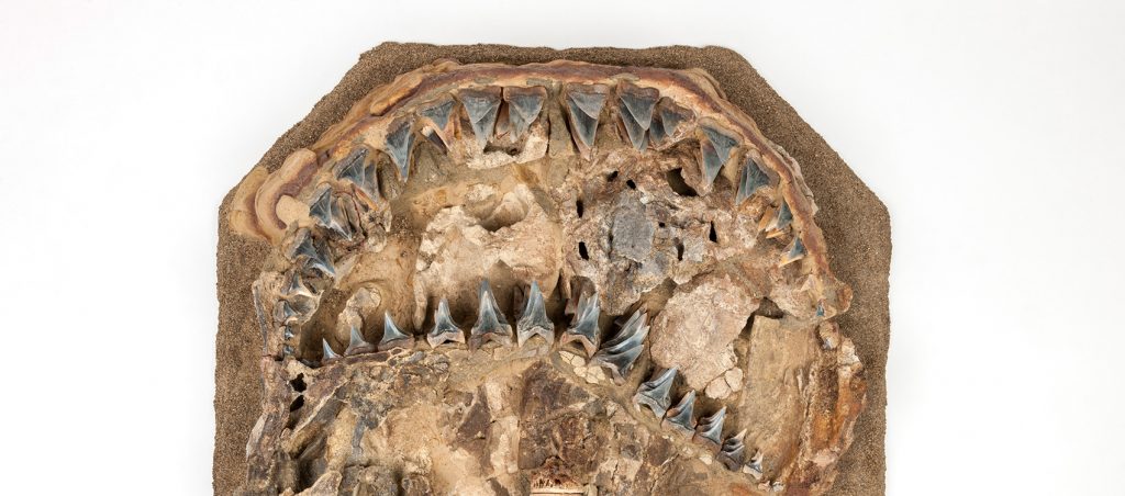 slab of rock with an Ancient Great White Shark (Carcharodon hubbelli) fossil teeth and vertebra