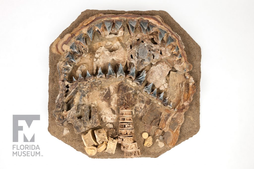 slab of rock with an Ancient Great White Shark (Carcharodon hubbelli) fossil teeth and vertebra
