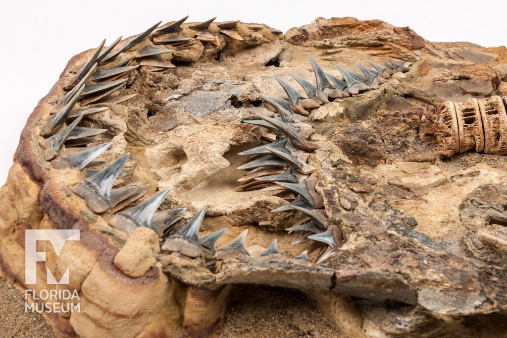rows of Ancient Great White Shark teeth fossils still set in stone