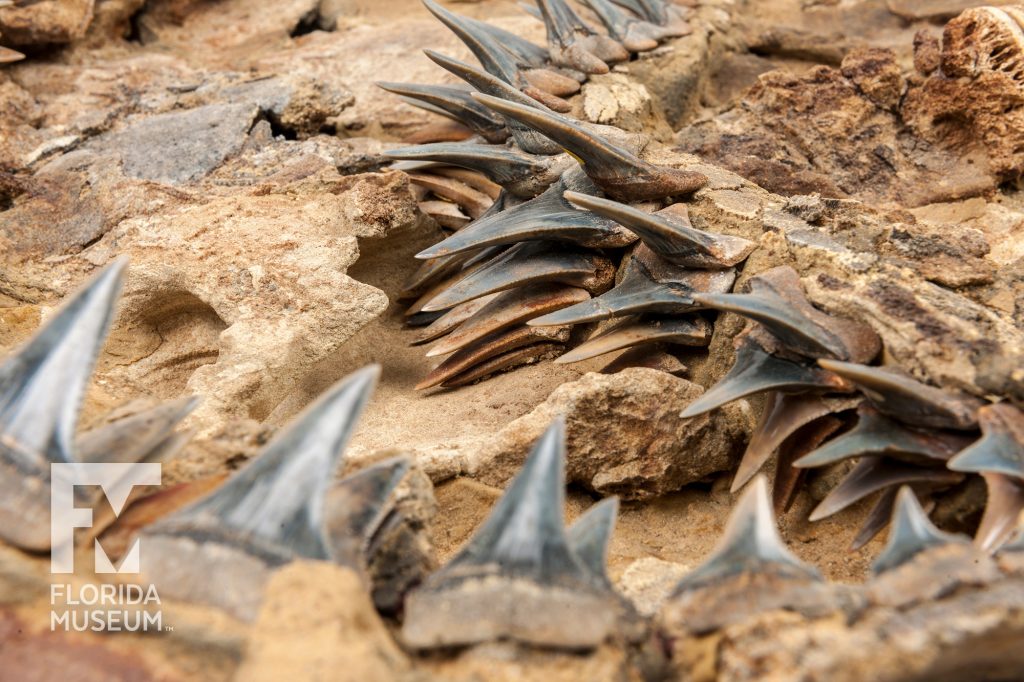 rows of Ancient Great White Shark teeth fossils still set in stone