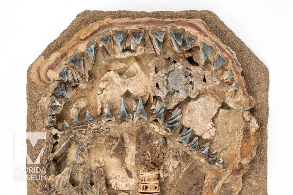 Ancient Great White Shark (Carcharodon hubbelli) fossil teeth and vertebra with a close-up on the rows of teeth