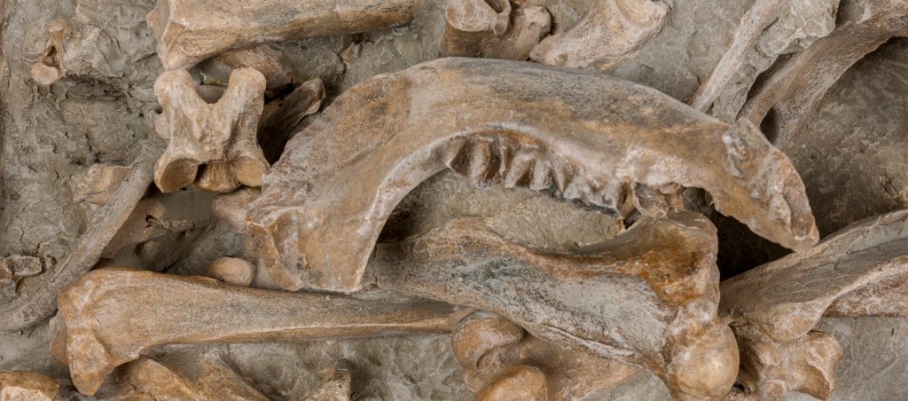 Rhinoceros Bone Bed (Menoceras)