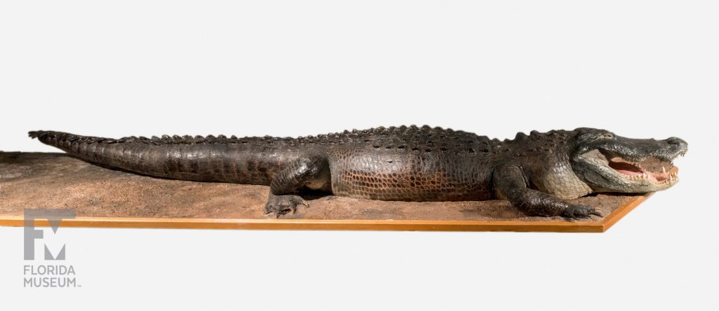American Alligator (Alligator mississippiensis) Taxidermy full length