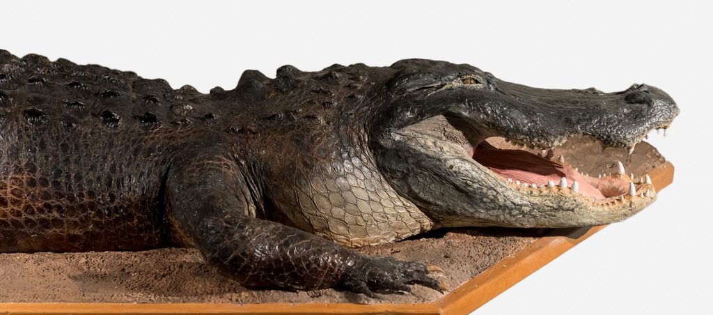 American Alligator (Alligator mississippiensis) Taxidermy close of of head showing an open jaw