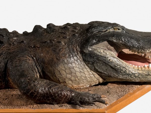 American Alligator (Alligator mississippiensis) Taxidermy close of of head showing an open jaw