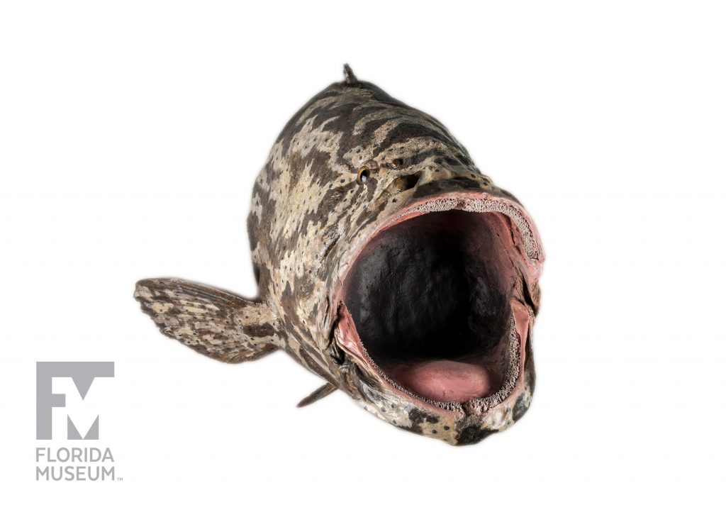 Goliath Grouper (Taxidermy)