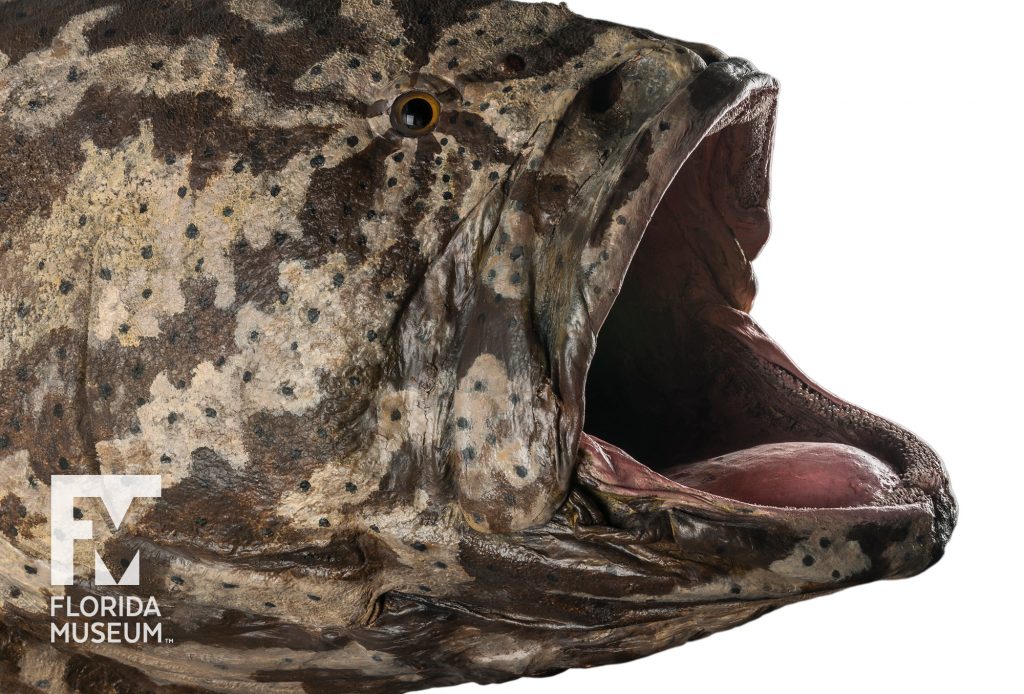 Goliath Grouper (Taxidermy)