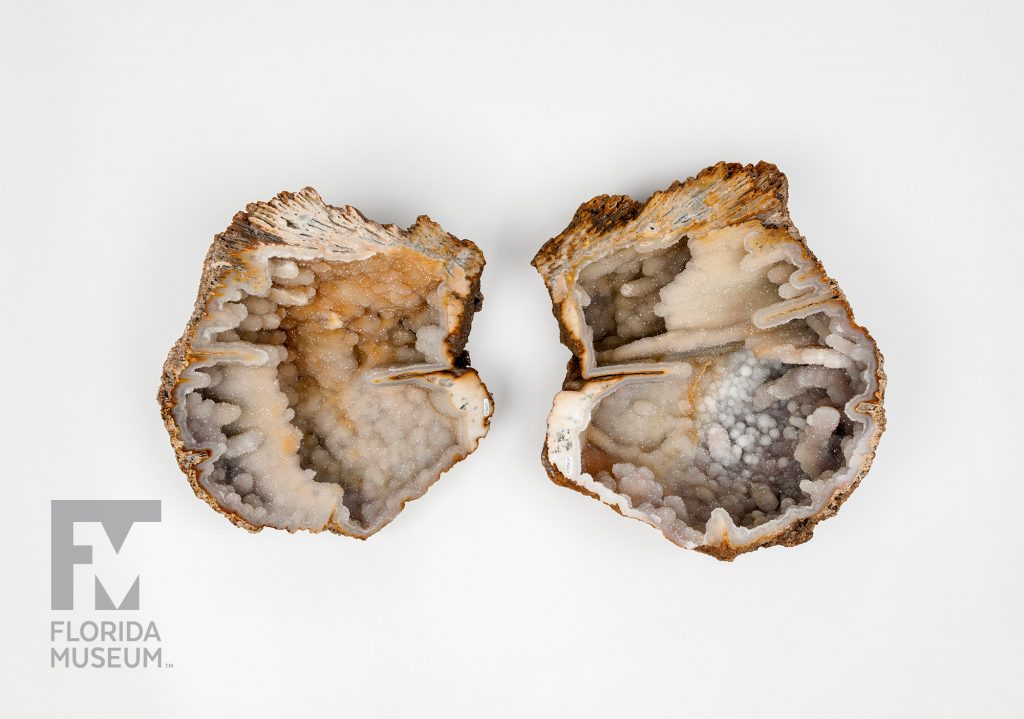 tow halves of a Agatized (Fossil) Coral geode cut open reveal the hollow crystal center