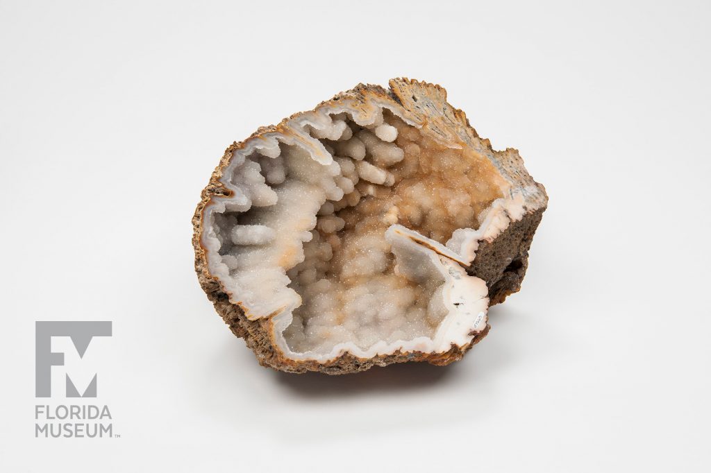 Agatized (Fossil) Coral geode cut in half to reveal the hollow crystal center