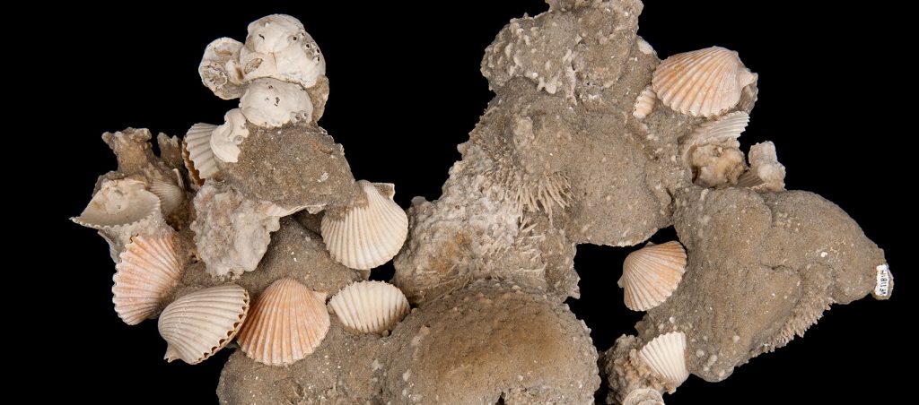 Fossil Slab with Sea Urchins and Scallops