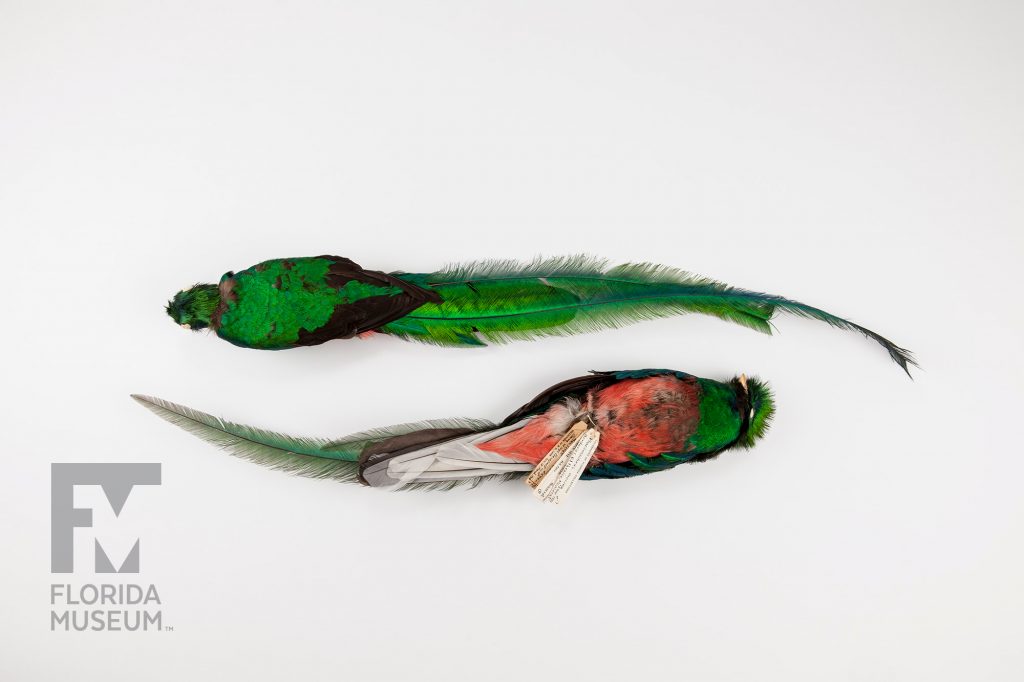 Resplendent Quetzal (Pharomachrus moccino)