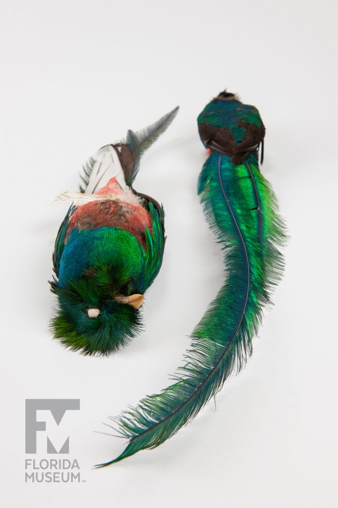 Resplendent Quetzal (Pharomachrus moccino)