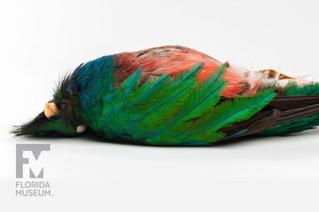 Resplendent Quetzal (Pharomachrus moccino)