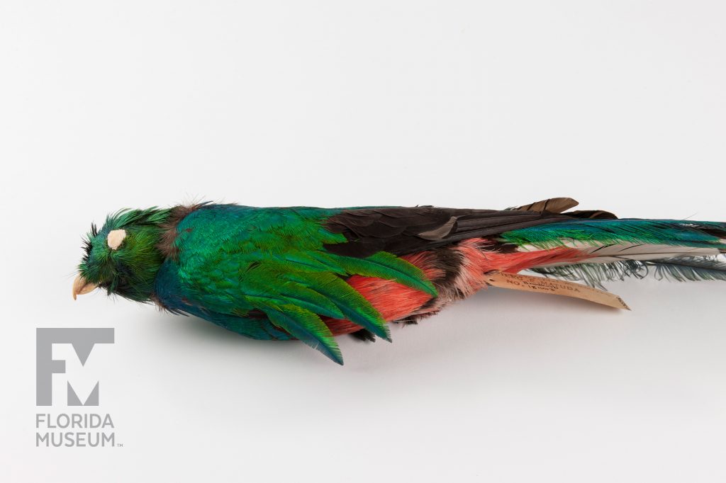 Resplendent Quetzal (Pharomachrus moccino)