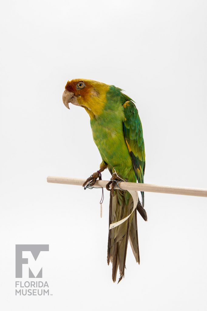 Carolina Parakeet (Conuropsis carolinensis)