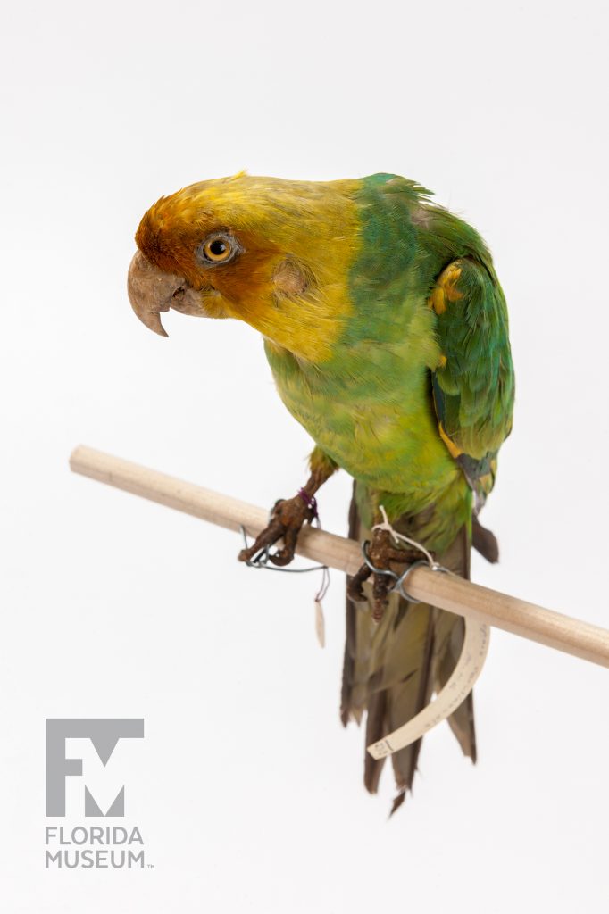 Carolina Parakeet (Conuropsis carolinensis)