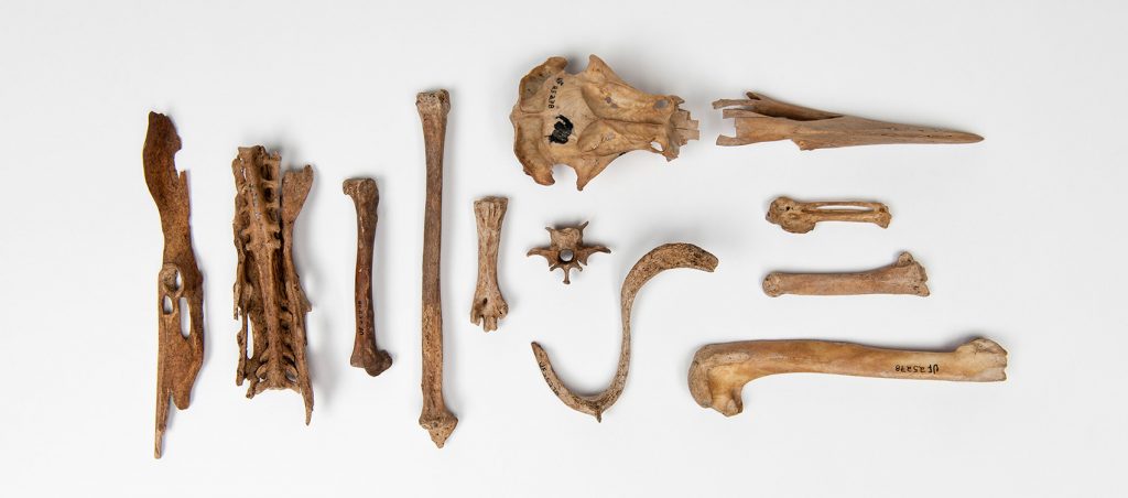 Great Auk (Pinguinus impennis)