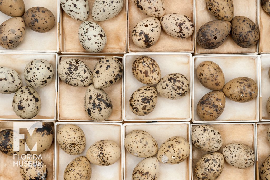 many small boxes each with three cream colored eggs with brown spots in various sizes