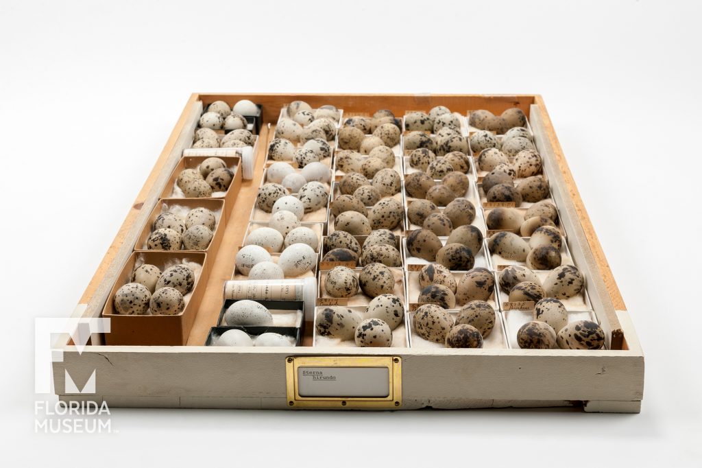 collection draw filled with small boxes each with one to four eggs. The eggs vary in color from white to brown. All eggs have darker spots, some are lightly spotted and some heavily spotted