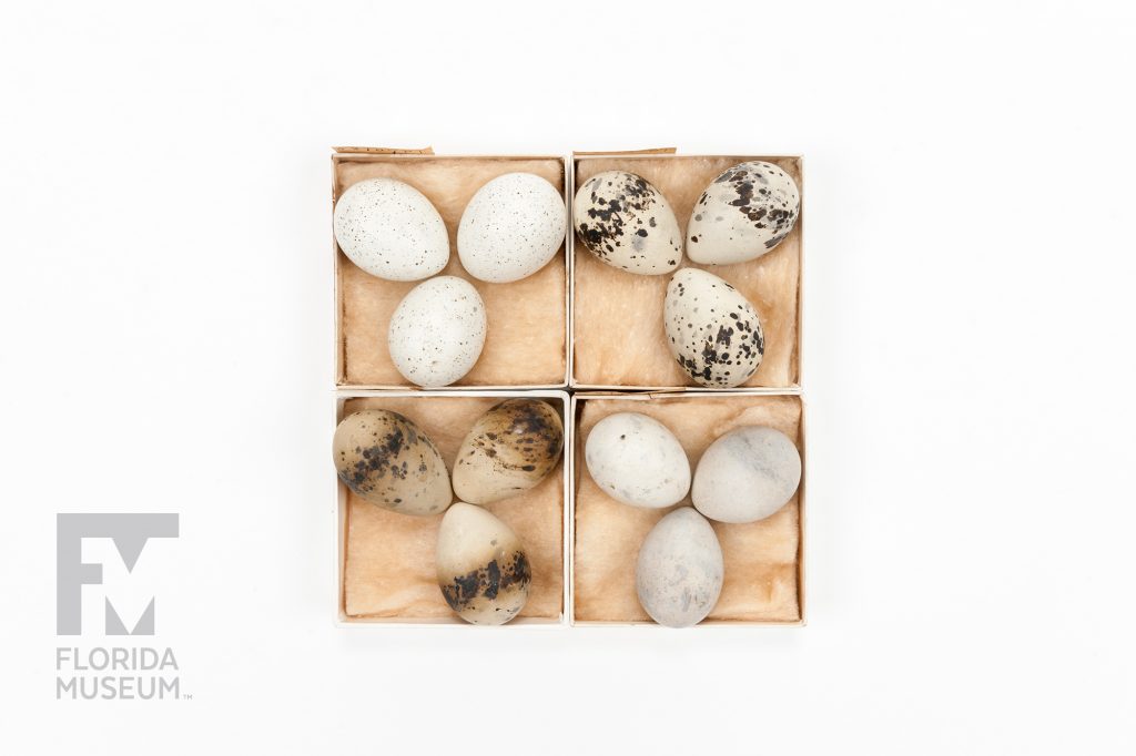 Four boxes each with three eggs. The eggs vary from white with tiny dark spots to light brown with larger dark spots