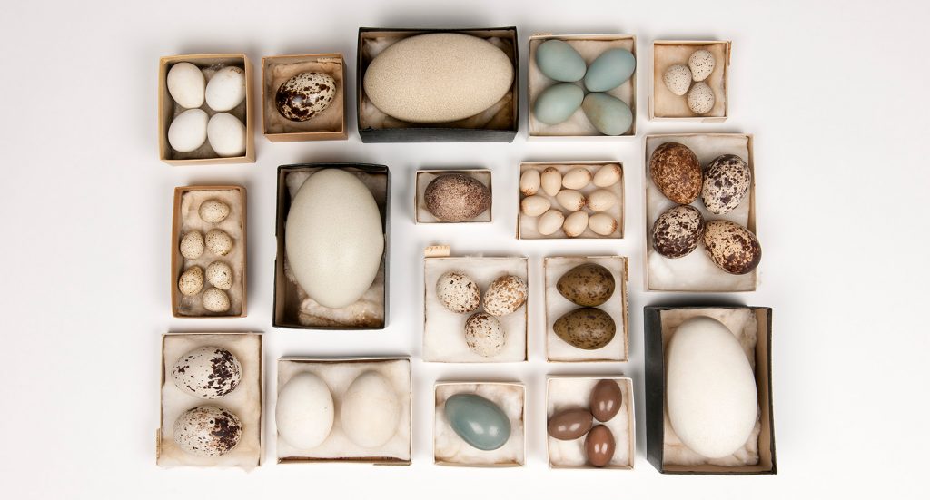 various Bird Eggs from the Doe Collection each species in a small box. Some boxes hold only one egg some many. Eggs vary in size and color