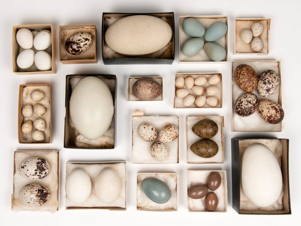 various Bird Eggs from the Doe Collection each species in a small box. Some boxes hold only one egg some many. Eggs vary in size and color