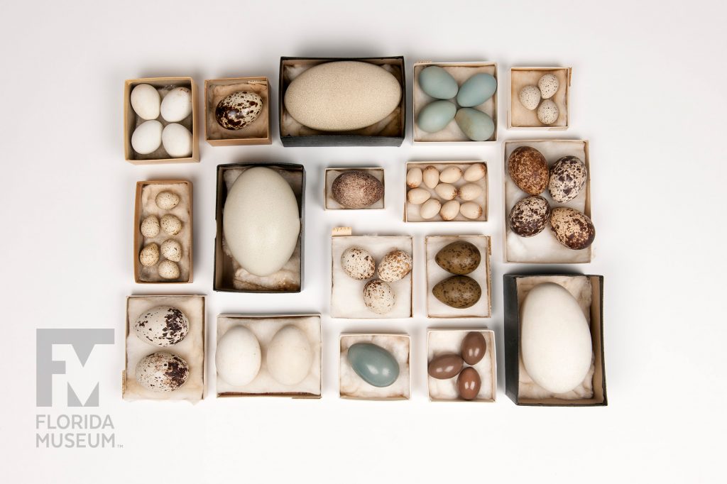 Various Bird Eggs from the Doe Collection each species in a small box. Some boxes hold only one egg, some many. Eggs vary in size and color