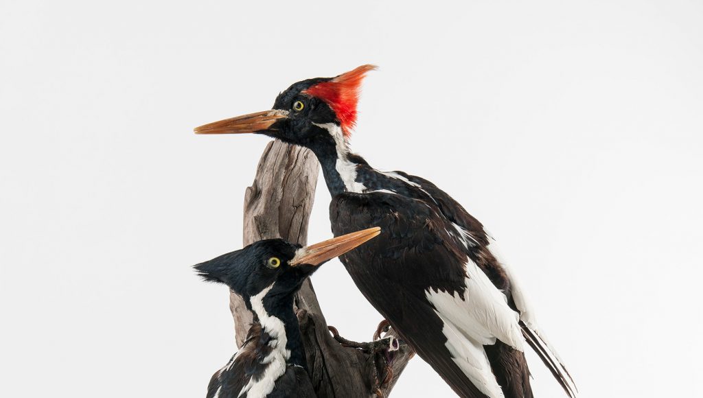 Ivory-billed Woodpecker (Campephilus principalis)