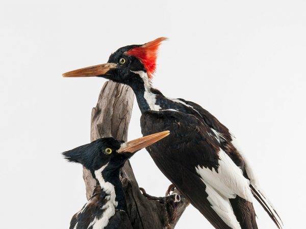 Ivory-billed Woodpecker (Campephilus principalis)