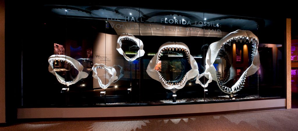 Miocene Megatoothed Shark jaw display at the Florida Museum several shark jaws with teeth are displayed and dramatically lit