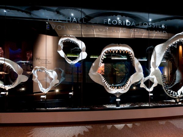 Miocene Megatoothed Shark jaw display at the Florida Museum several shark jaws with teeth are displayed and dramatically lit
