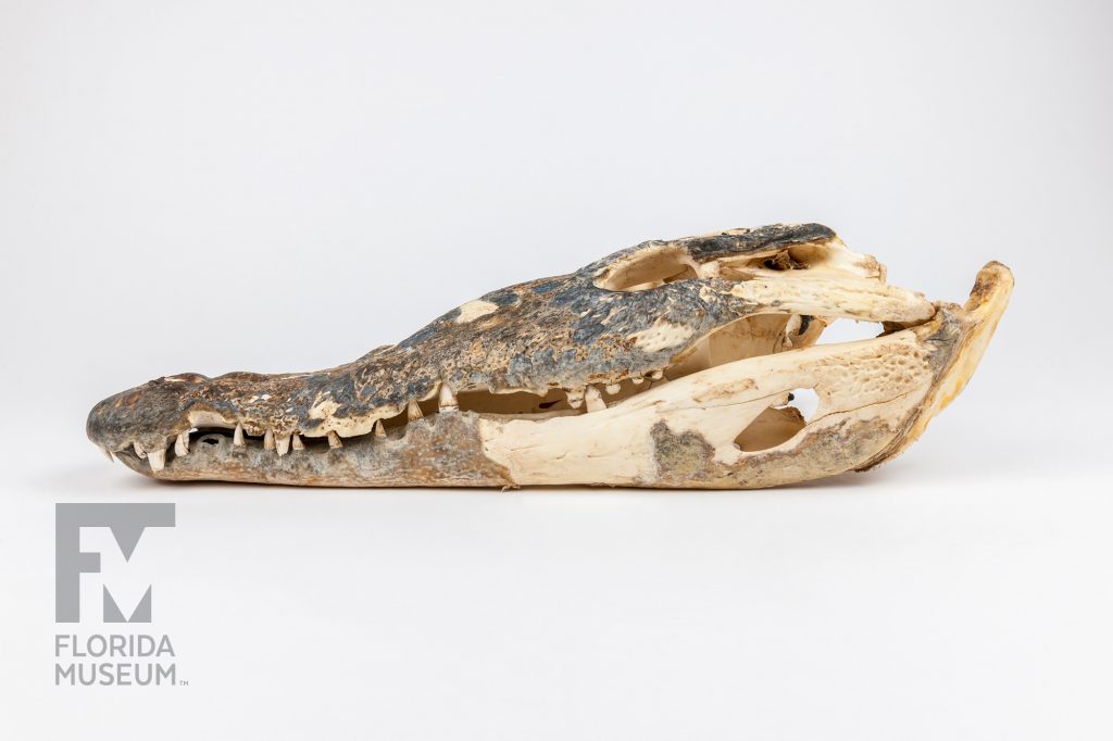 American Crocodile skull photographed from the side