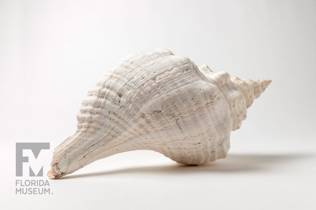 Horse Conch (Triplofusus giganteus) showing ridges on the outside of the shell